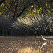 Egret Hunting In Pond 2 Art Print