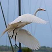 Egret In Flight Art Print