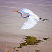 Egret In Flight Art Print