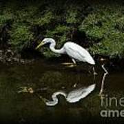 Egret Reflection Art Print