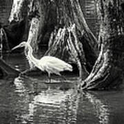 Egret Solitude Art Print