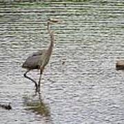 Egret Walking In Water Art Print