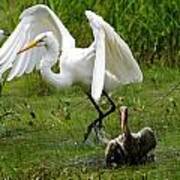Egrets Taking Flight Art Print