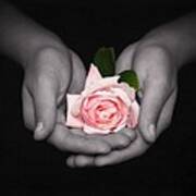 Elegant Pink Rose In Hands Art Print