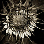 Elegant Sunflower Art Print