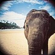 Elephant On The Beach Art Print