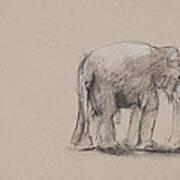 Elephant Charcoal Study #1 Art Print