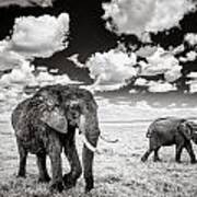 Elephants And Clouds Art Print