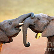 Elephants Touching Each Other Art Print