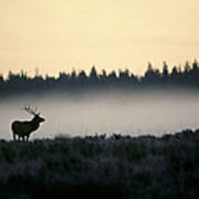 Elk At Dawn In Yellowstone Np Art Print