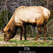 Elk Art Print