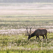 Elk Grazing In Meadow Art Print