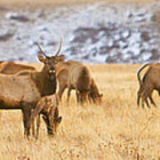 Elk Herd Colorado Foothills Plains Panorama Art Print