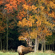 Elk With Autumn Colors Art Print