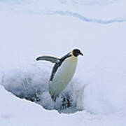 Emperor Penguin Leaping Through Ice Art Print