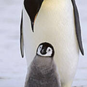 Emperor Penguin With Chick Antarctica Art Print