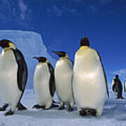 Emperor Penguins Weddell Sea Antarctica Art Print
