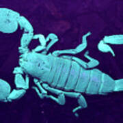 Scorpion Species of the World Poster Print