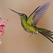 Empress Brilliant Hummingbird Feeding Art Print