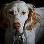 English Setter Art Print