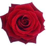 Entire Deep Red Rose In Close-up. Art Print