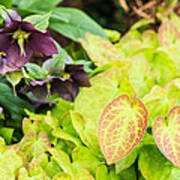 Epimedium And Hellebore Art Print