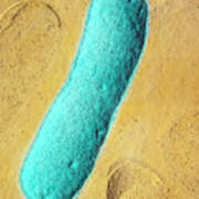Escherichia Coli Bacterium Art Print