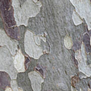 Eucalyptus Tree Bark Full Frame Art Print