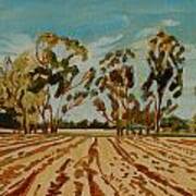 Eucalypus Trees Near Bloemfontein Art Print