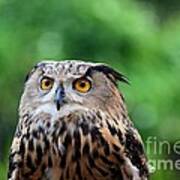 Eurasian Or European Eagle Owl Bubo Bubo Stares Intently Art Print