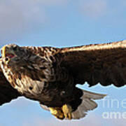 European Flying Sea Eagle 1 Art Print