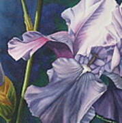 Evening Iris Art Print