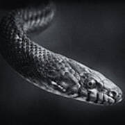 Everglades Rat Snake M Art Print