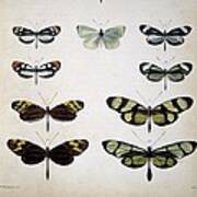 Examples Of Mimicry Among Butterflies Art Print