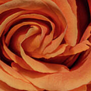 Extreme Close-up Of Coral Coloured Rose Art Print