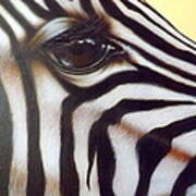 Eye Of The Zebra Art Print