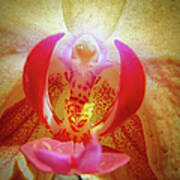 Face In The Orchid Art Print