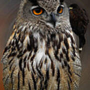 Falco With Owl Alba Spain Art Print