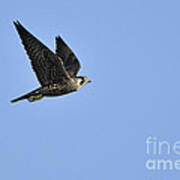 Falcon In Flight Art Print