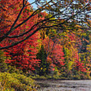 Fall Foliage At Elbow Pond Art Print