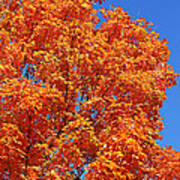 Fall Foliage Colors 18 Art Print