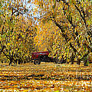 Fall In The Peach Orchard Art Print