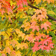 Fall Leaves Maple Tree Art Print