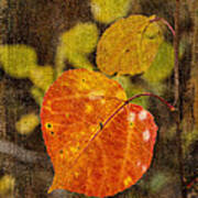 Fall Quaking Aspen Art Print