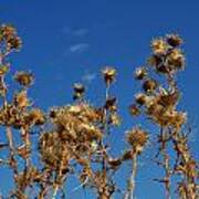 Fall Thistles In Iowa Art Print