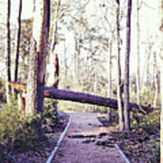 Fallen Tree Across Walking Trail Art Print