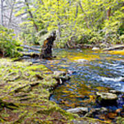 Fallen Tree In Stream Pocono Mountains Art Print