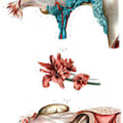 Fallopian Tube Anatomy Art Print