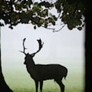 Fallow Deer Buck Art Print