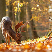 Fallow Deer In Autumn Mood Art Print